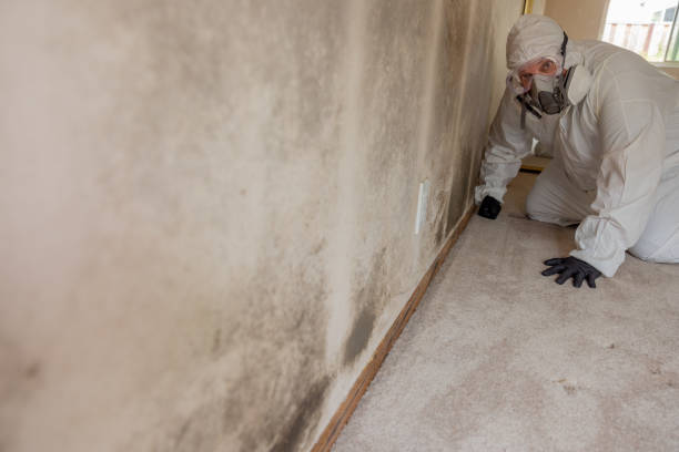 Best Mold Documentation for Insurance Claims  in Jasper, GA